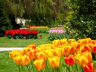 Parterre de tulipes � Morges au bord du lac !