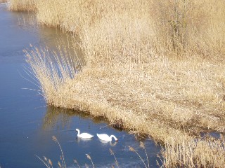 Grande cari�aie, gr�ves de Cheseaux, Champ-Pittet, Yverdon