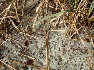 Grande cari�aie, gr�ves de Cheseaux, Champ-Pittet, Yverdon