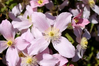 Cl�matite mai 2011