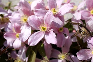 Cl�matite mai 2011