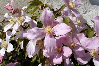 Cl�matite mai 2011