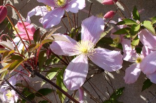 Cl�matite mai 2011